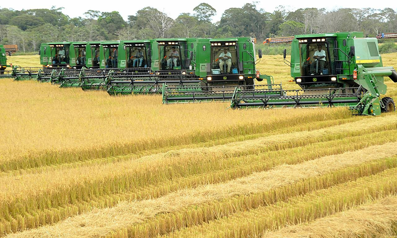 Tocantins se consolida como potência agrícola e assume o 3º lugar na produção de arroz no Brasil