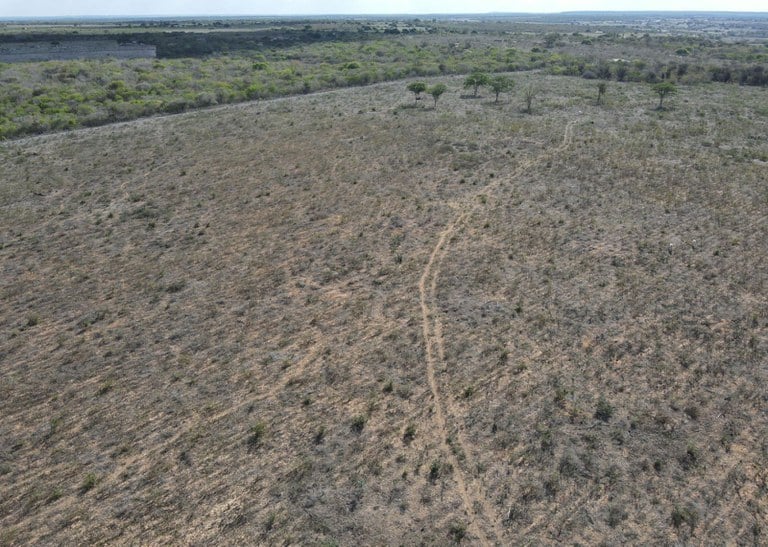 “Cerrado ainda sofre, mas Amazônia respira: Tocantins reduz desmatamento em 21,8%”