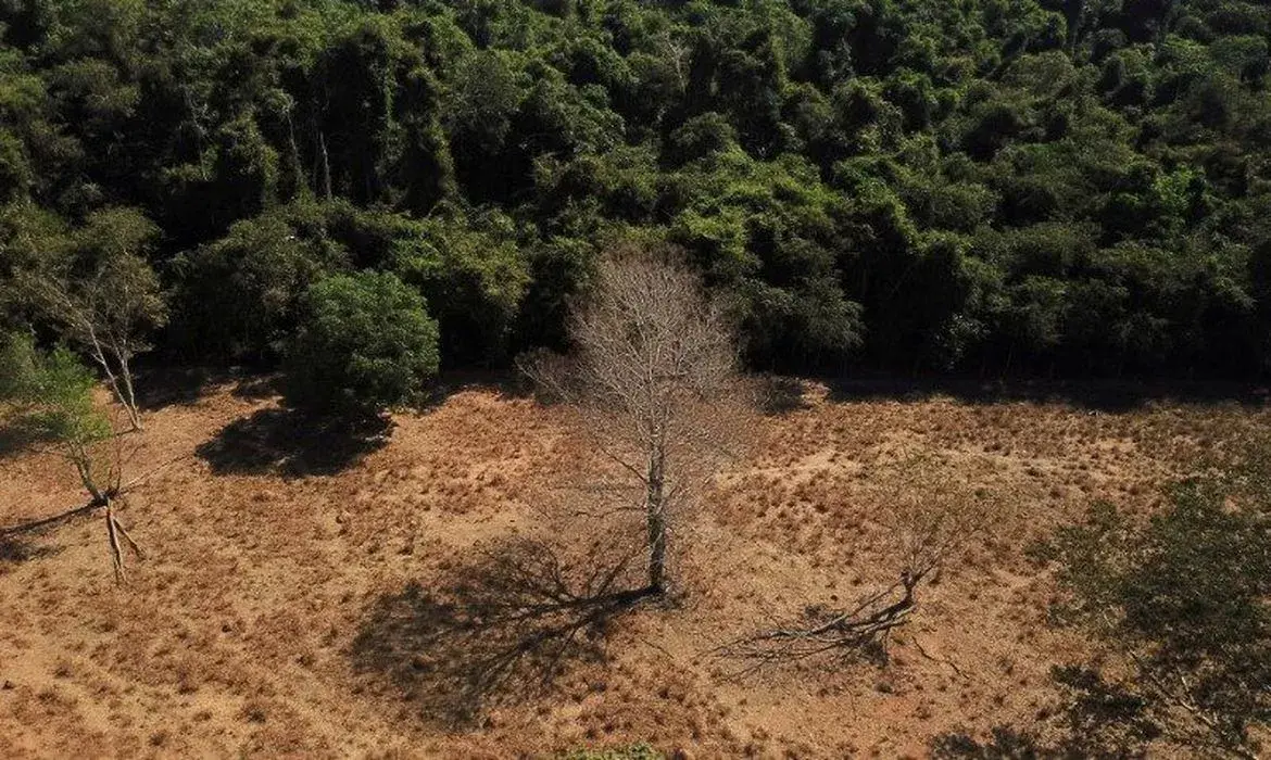 Restauro florestal pode render até US$ 100 bilhões por ano — mas será que vai sair do papel?