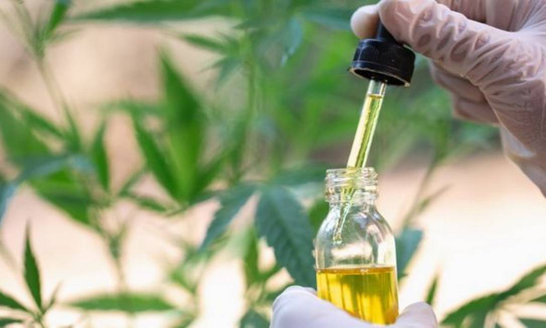 Anvisa proíbe venda de produtos de cannabis e cogumelos funcionais no Brasil