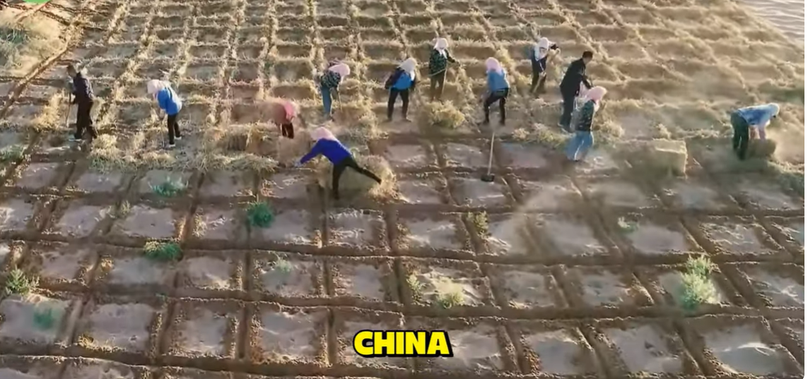 Enterrar árvores mortas para criar vida — literalmente