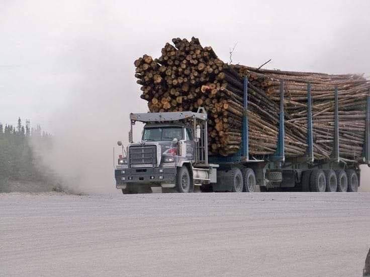 A floresta não está caindo. Está sendo levada embora.