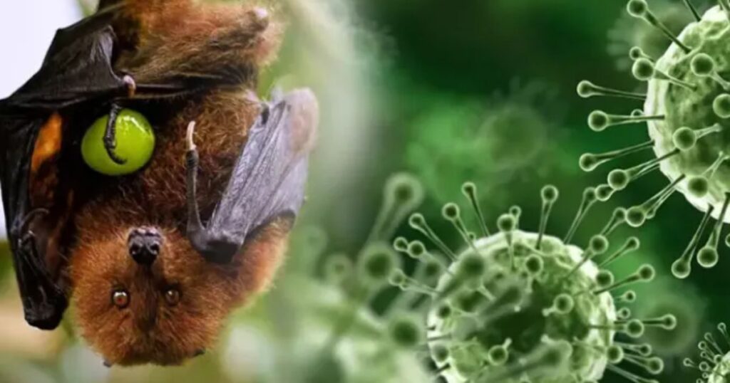 Sem vacina, sem tratamento e sem tempo: o vírus Nipah expõe a fragilidade do mundo pós-pandemia