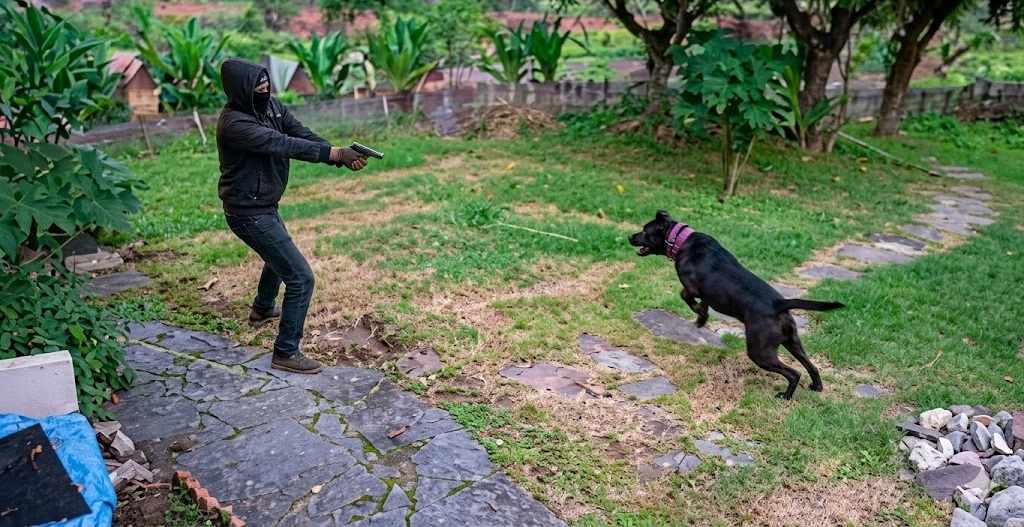 “Pode soltar o cachorro contra bandido?”: entenda o que diz a lei brasileira sobre legítima defesa dentro de casa